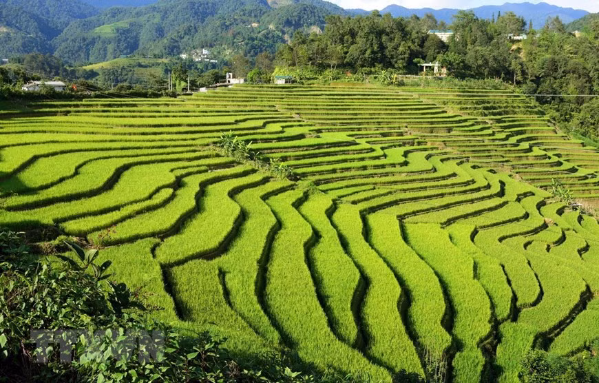 居住在莱州省风土县仕吕楼乡的各民族同胞在梯田种植水稻。图片来源：越通社