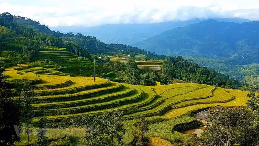 黄树腓是河江省高山地区边境县，是12个少数民族聚居的地方，也是 越南最美丽梯田的所在地。图自越通社