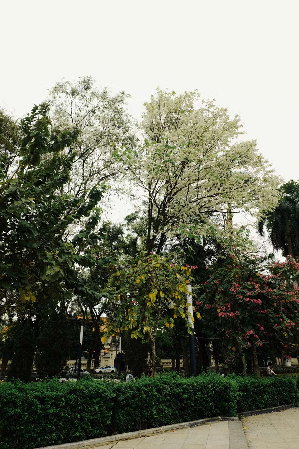 黄檀花的白色加上羊蹄花的紫红色使列宁公园的景色更加迷人。越通社记者 祥安 摄。