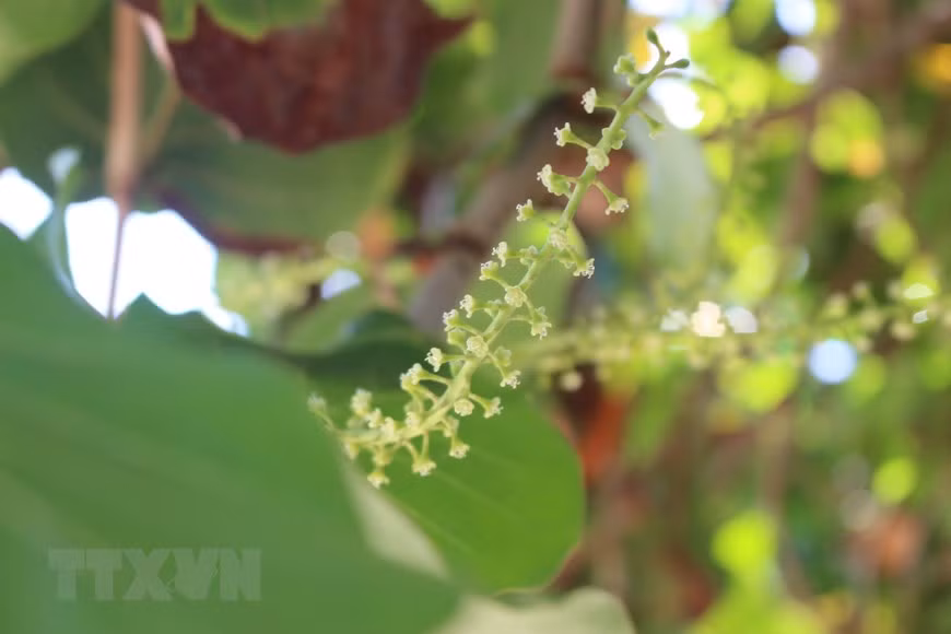 海葡萄树的花儿——长沙群岛上植物体系具有代表性的花儿。图自越通社