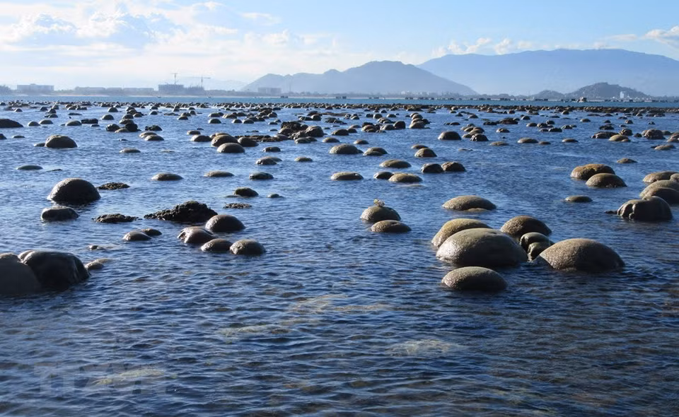 从阳历五月份至七月份，尤其是新月和满月，当海水在海岸上退落到最低界线时，珊瑚才在海水面上露出来。露天的珊瑚礁十分漂亮，构成一幅美丽的风景画，深深吸引游客的关注。越通社记者 阮成 摄
