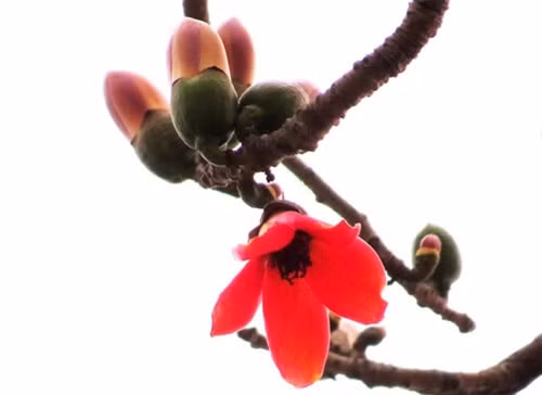 木棉花盛开3天后就谢落，花把儿就结下果实（图片来源：vnexpress.net）