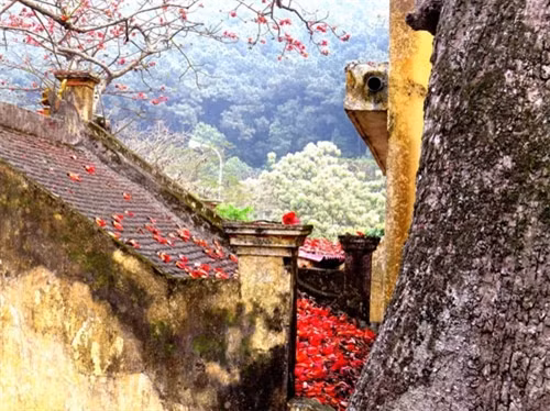谢落的红色花瓣铺满寺顶上（图片来源：vnexpress.net）
