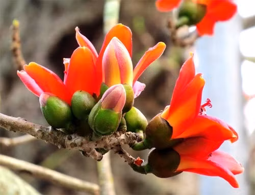 木棉花的花瓣有5片，成群开花（图片来源：vnexpress.net）