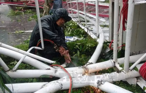 台风过后,不少树木被吹断,地上一片狼藉。（图片来源：越通社）