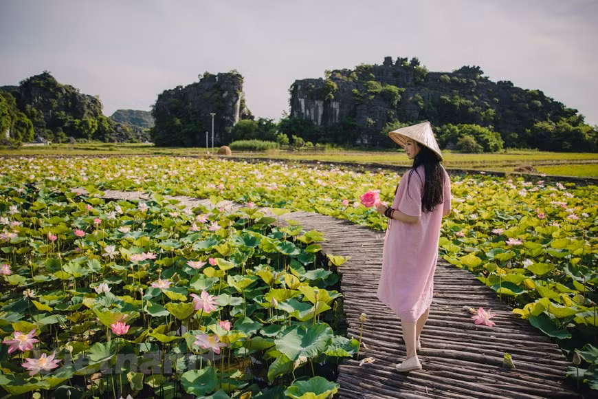 每到夏天，这里荷花次第开放，荷花湖里绚丽多姿的映日荷花。这就是游客观景拍照打卡的理想之地，最佳照片或观赏荷花的时间是早晨。站在舞洞荷花湖畔，放眼望去，你可以尽情的享受阵阵清风，也可以贪婪的呼吸新鲜的空气。面对着大片大片的荷花池，是欣赏，还是拍摄，都可以让你尽情到底。图：Vietnam+