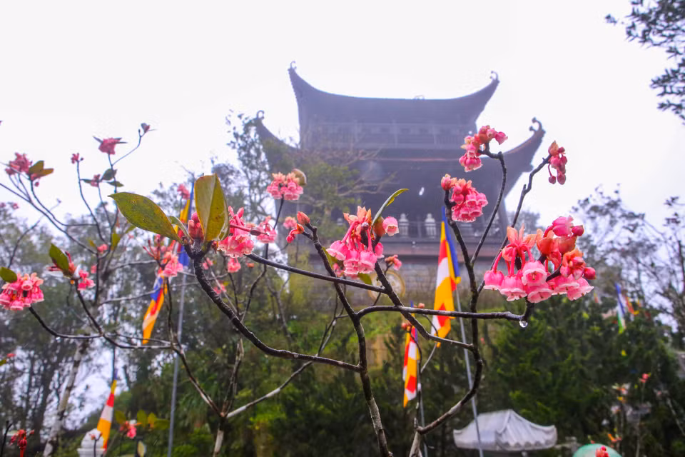 飞寒樱给巴拿峰自然景观增添了几分姿色。图自越通社