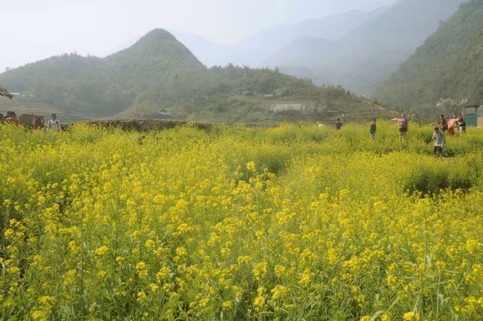 美丽的芥花田迷住游客。越通社记者 陆香秋 摄