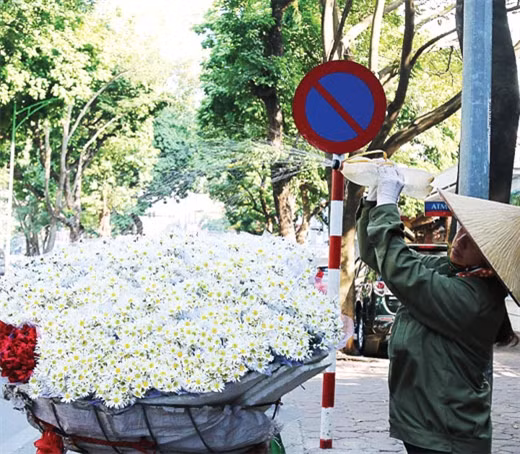 潘廷冯路上到处是一片洁白、朴素的雏菊花（图片来源：越南《人民军队报》）