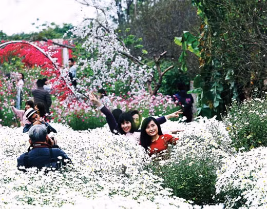 芳玲花园雏菊花在微寒中施展魅力（图片来源：越南《人民军队报》）