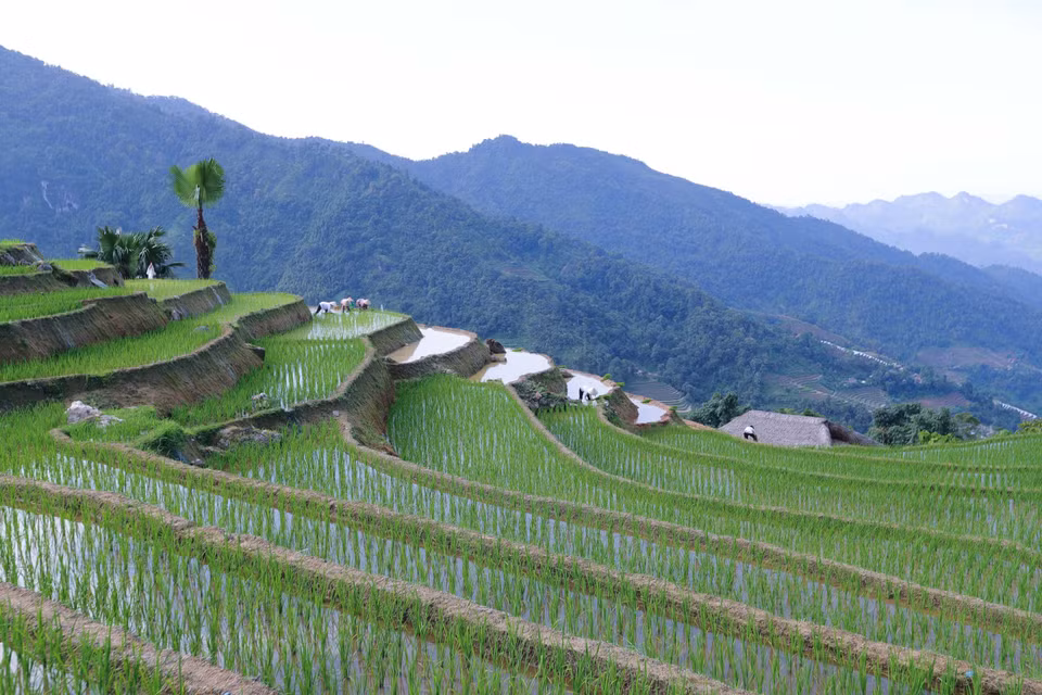 层层叠叠的梯田，犹如一幅宏大的山水画卷横挂在群山间，顺着山势蜿蜒起伏。图自越通社