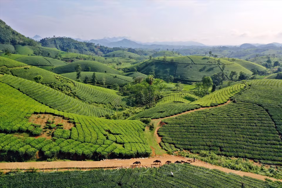 龙谷村茶叶种植面积约400多公顷，每年生产量3000吨以上。图自越通社/越南画报