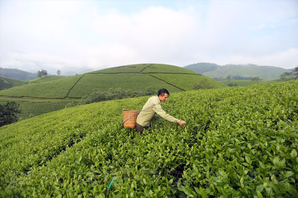 龙谷乡安全茶叶生产合作社工人手工采摘茶叶。图自越通社/越南画报