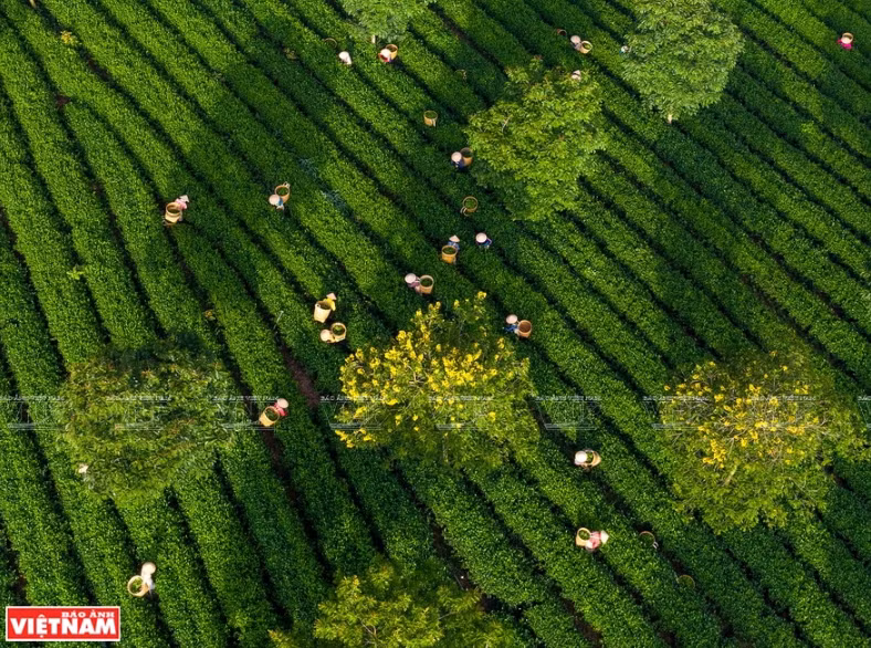 绿嫩嫩的茶田。图自越通社