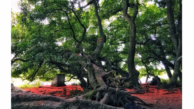 这里共约85棵玉蕊树，是稀有的玉蕊群体被公认为越南遗产树。