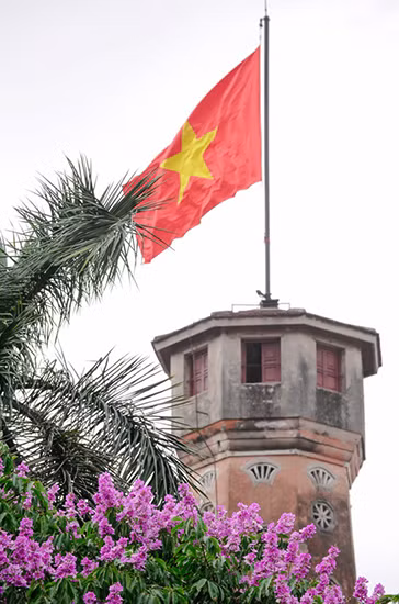 紫薇花从印度起源，因带着美丽的紫色，该花种被种植在越南许多省市。（图片来源：越南《人民报网》）