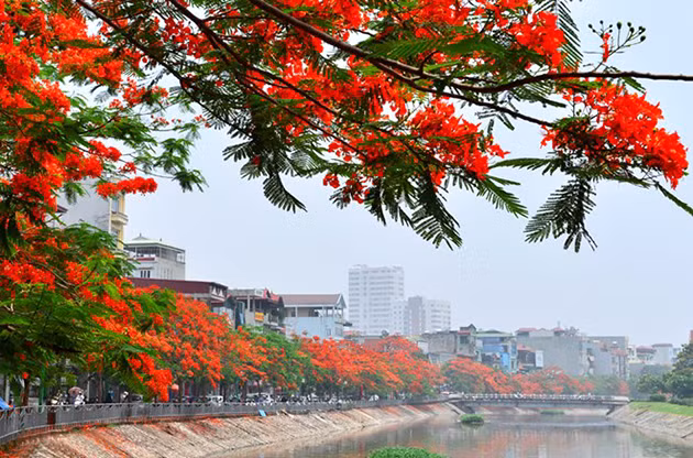 在苏沥江两岸，凤凰花染红了天空。（图片来源：越南《人民报网》）