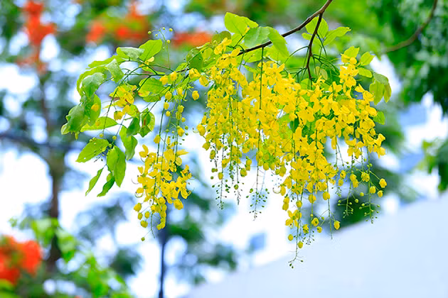 金链花，又称毒豆、金急雨、黄金雨、波斯皂荚、婆罗门皂荚、长果子树、腊肠树、牛角树等、香港多称猪肠豆等。这是泰国国花。（图片来源：越南《人民报网》）