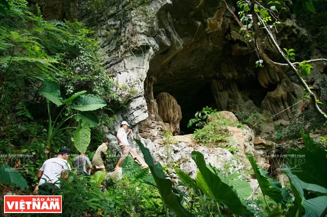 如果把“风芽世界遗产”比喻为“壮丽的殿堂”，那么广平省明化山林的秀兰洞就是“睡美人”。乔丹导演充分利用其美景作为影片的不少背景。（图片来源：越南画报）