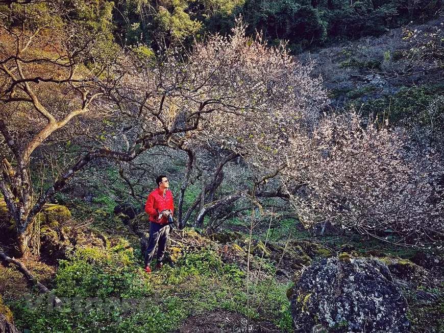 木州被誉为西北地区的“大叻”，全年气候凉爽，拥有美丽、浪漫的景观，绿油油的草地和茶山。每年阳历一、二月份，桃花、李花盛开，木州高原更显绚丽。在木州县，李树大量种植，漫山遍野，甚至覆盖整个村庄，因此李花一开，就没有其他的花朵敢于争艳了。来到木州欣赏李花最好的季节是年底或年初。图为木州县较为古老的李子树种植地——木闹（Mu Náu）。图自Vietnam+
