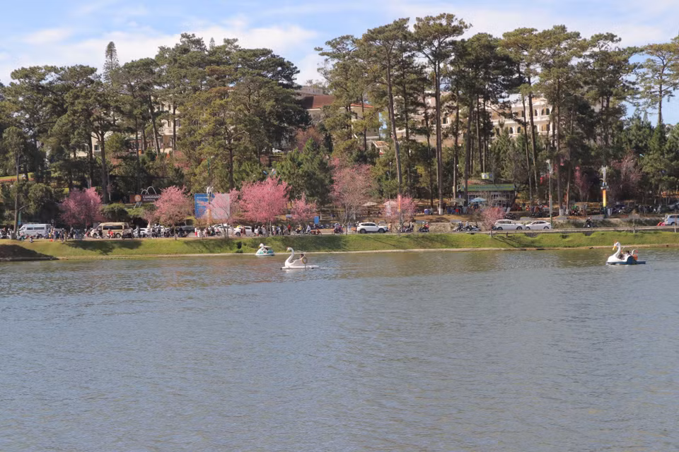 春香湖附近街道的樱花盛开，吸引大量游客前来拍照。图自越通社