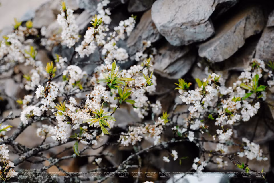 李子花在石栅栏上盛开。图自越通社/《越南画报》