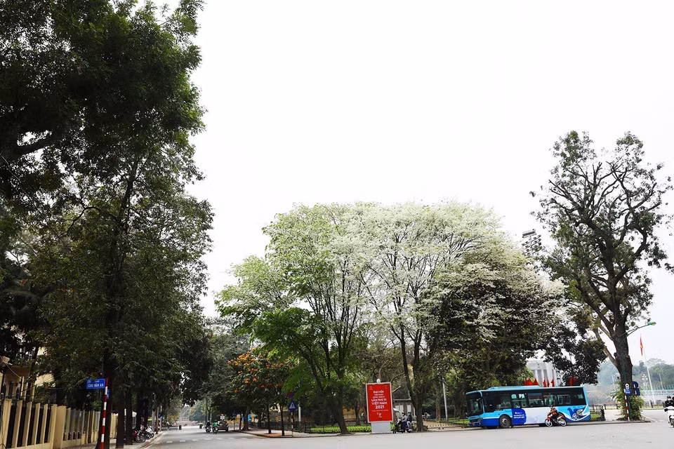黄花梨花盛开，芬芳轻香使人醉。图自越通社