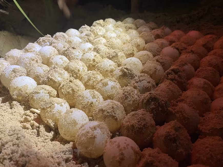 昆岛国家公园的林检力量和干部员工始终值班值守保护海龟产卵地并将海龟卵转移到安全的孵化区。海龟在日出前把巢穴盖上再返回大海。它的蛋为白色，卵圆形，卵壳呈革质并且有韧性，直径在30-60毫米之间。大概45到50天小海龟就能会孵化出来。图自Vietnam+ 