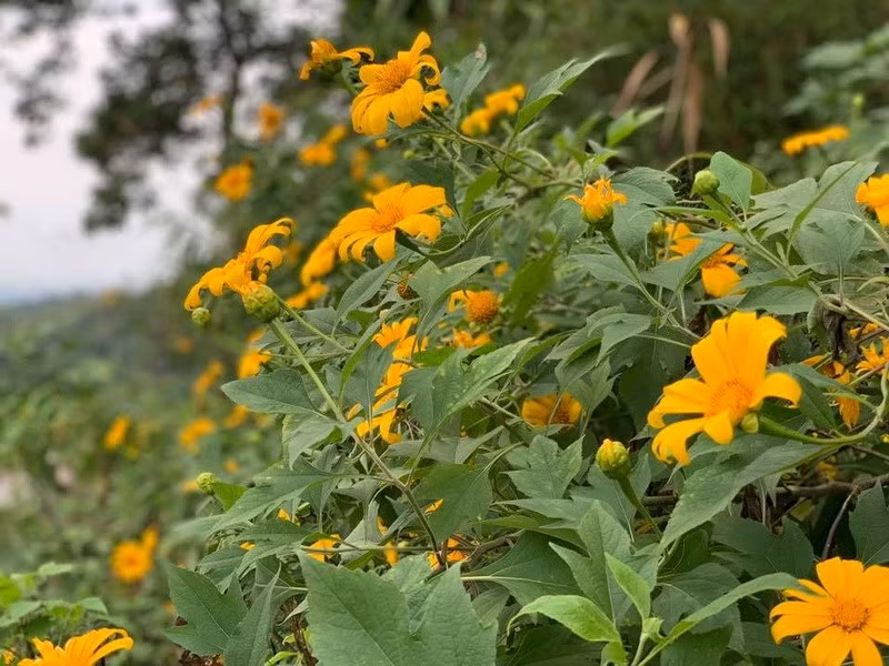 美丽的肿柄菊铺满北部多地山区。越通社记者 摄