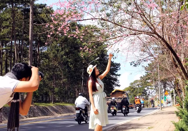樱花的美丽留住了游客的脚步（图片来源：人民报）
