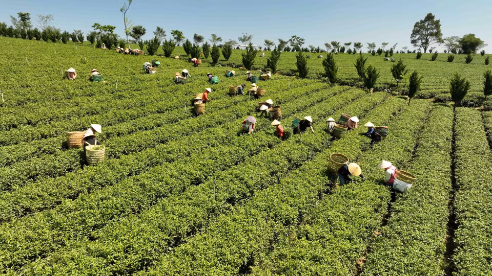 嘉达越有限公司每年每公顷茶叶产量4吨。图自越通社