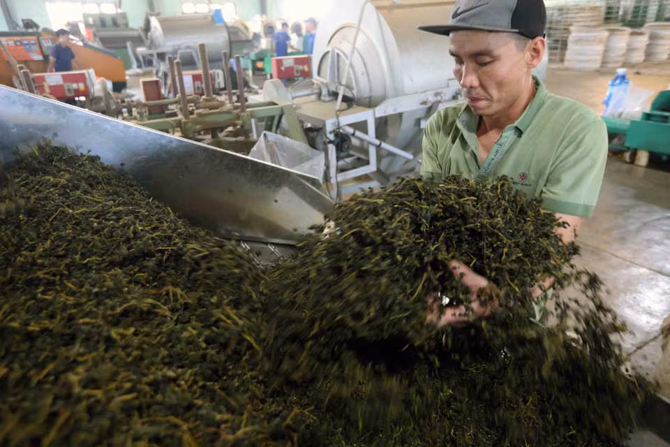 嘉达越有限公司乌龙茶生产厂。图自越通社