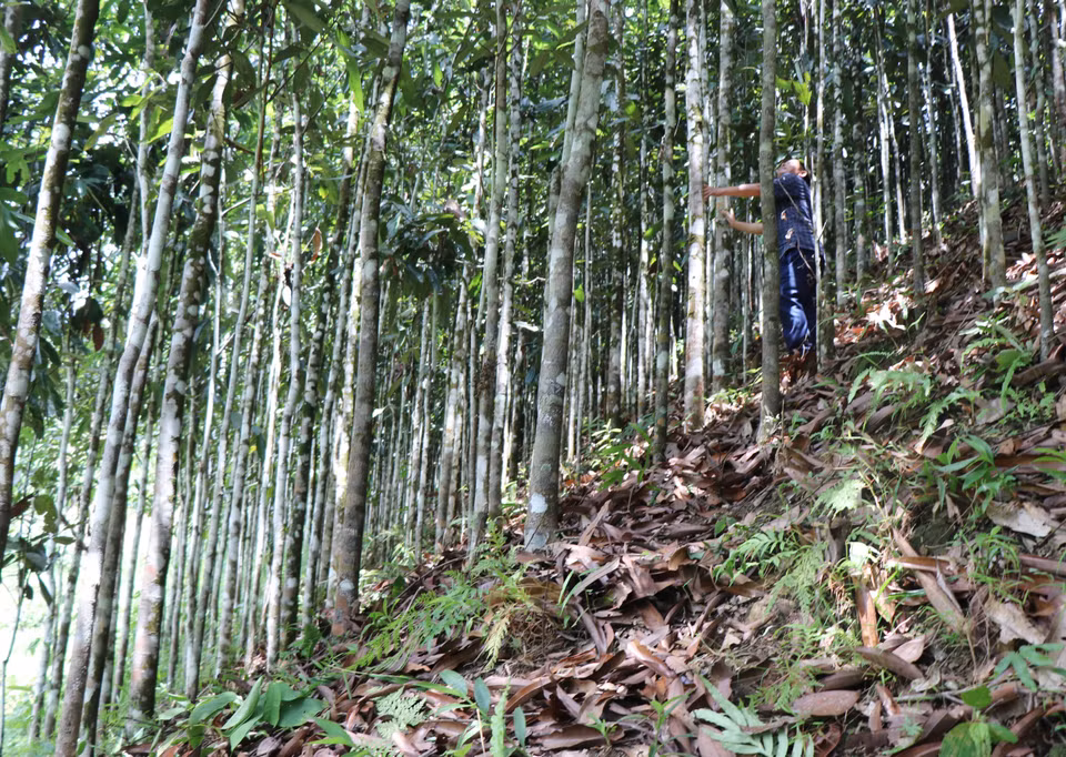 茶棚县桂子总值面积5200公顷，年产量为1600-2000吨。图自 越通社