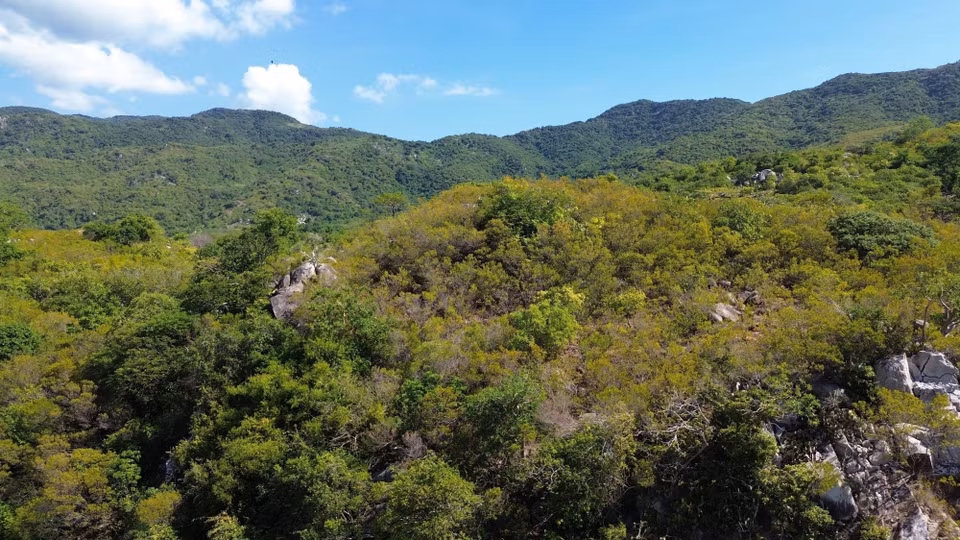 宁顺省主山世界生物圈保护区的森林生态系统。图自 越通社