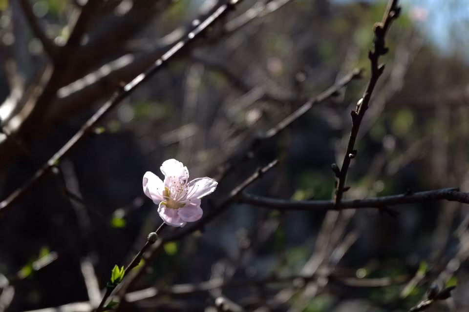 杏花盛开的时候，樱桃花也开始零星的开。春节到来时，樱桃花开满园迎新春。越通社记者 武祥安 摄