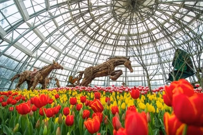 参加郁金香花节游客们可以观赏十种颜色的郁金香。图自www.vietnamplus.vn