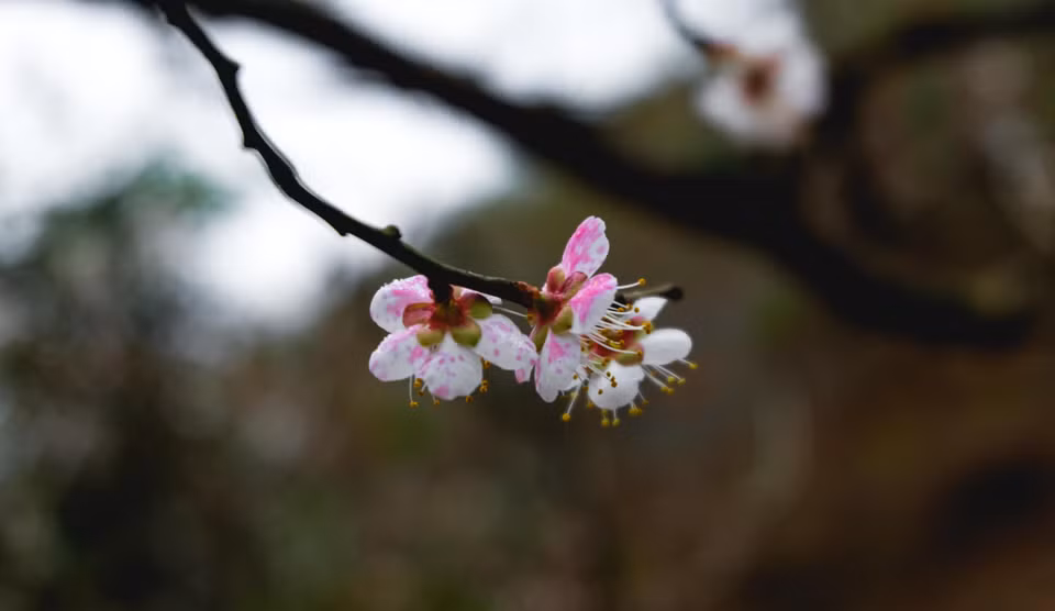 杏花的花瓣是白色或稍带红晕。越通社记者 武祥安 摄