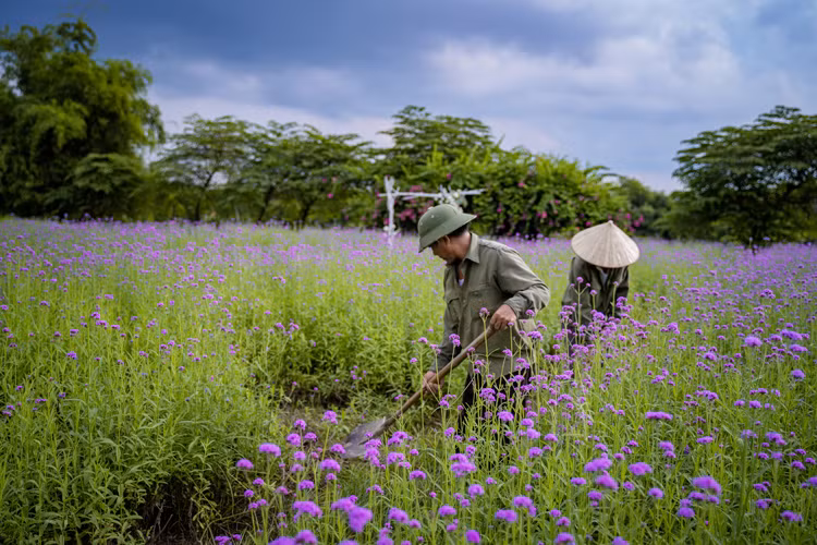 薰衣草紫色庄园员工透露，这种花从外国进口，所以其照顾工作十分讲究，并需要遵守严格的技术要求。图自越通社
