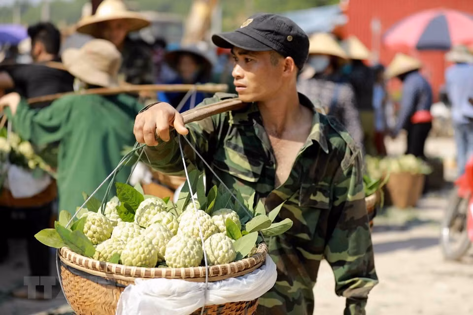 居民们将芝陵特产番荔枝运送到芝陵镇市场上出售。越通社记者 武生 摄