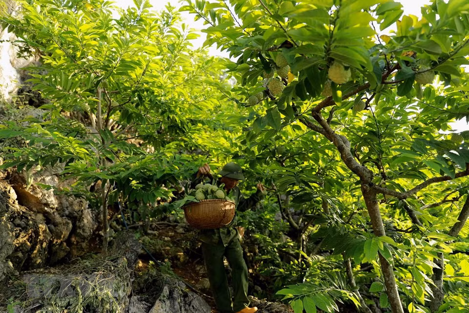 芝陵镇陇碳村黄文职即将向市场提供新鲜番荔枝。越通社记者 武生 摄