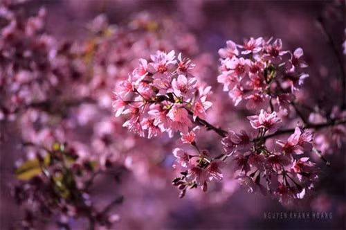 满树是花的梅樱桃给人们带来巨大的吸引力（图片来源：vnexpress.net）