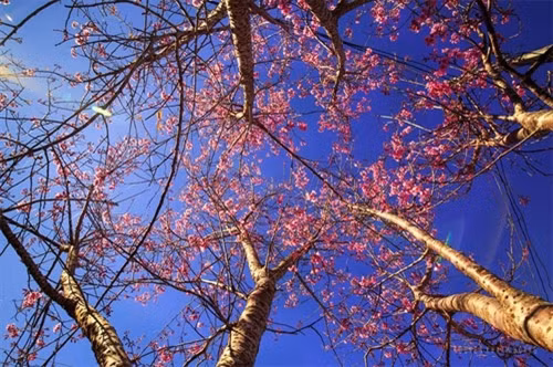 梅樱桃花名称来自梅樱桃花树树身类似日本的樱桃花，五花瓣类似梅花，因此大叻人把它叫作梅樱桃花。（图片来源：vnexpress.net）