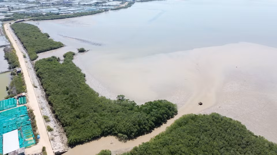 宁顺省宁海县奈潭因郁郁葱葱的绿色红树林而得以‘复活’，其有助于更有效地应对气候变化和保护生物多样性。图自 越通社