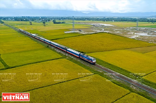北南列车带乘客经过一片金黄色的田地。图自越通社/越南画报