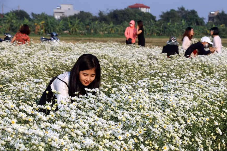 设在南定省的雏菊花园每日吸引参观者500-700人次。图自越通社