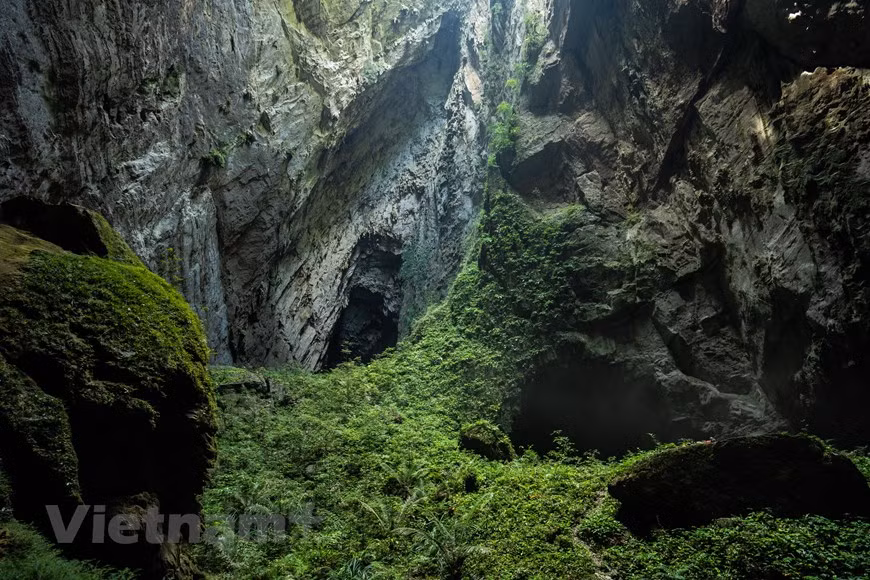洞穴里的植物。图片来源：Oxalis Adventures/Ryandeboodt