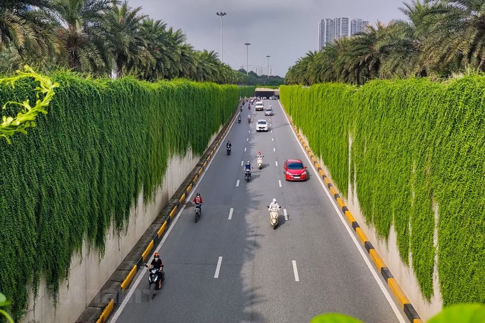 冬天不落叶的树木为道路创造了一年四季的绿色景观。 这棵树没有从树干中长出的额外根，因此不会影响到各工程。长出额外的根须一般是因为树木的主根无法从基质中获取水分（有可能是因为主根已经腐烂，或基质中的水分含量较少），只能通过从空气中来获得，所以会在植株上面长出根须。图自 Vietnam+