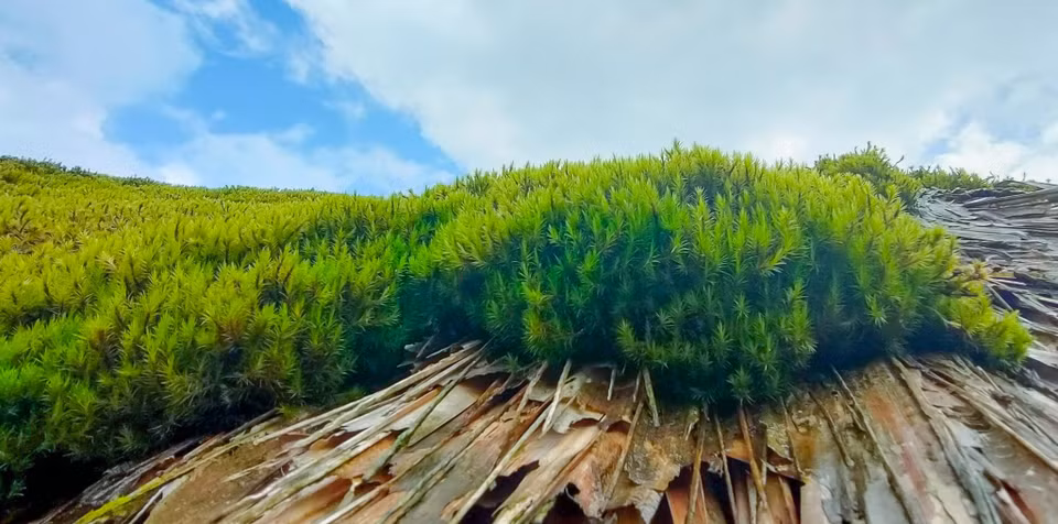 这里每月有20天以上的阴雨天，是苔藓生长的很好环境。图自 越通社