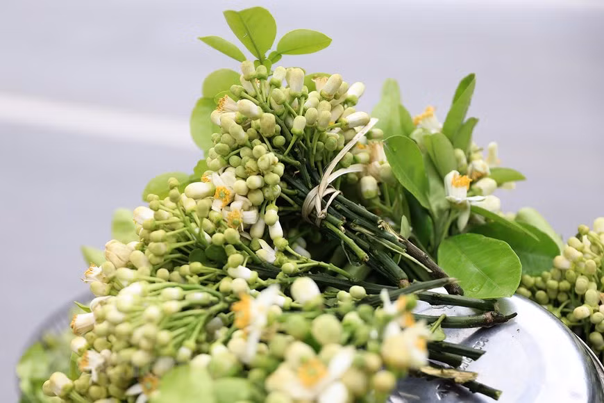 柚子花芽为混合芽，春季萌发时抽梢后开花。图自：越通社/Vietnam+