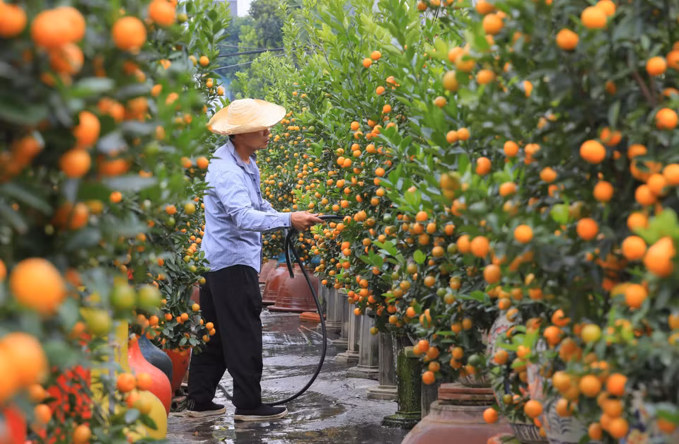 四连村金桔种植户共400个，种植总面积20公顷。图自 越通社